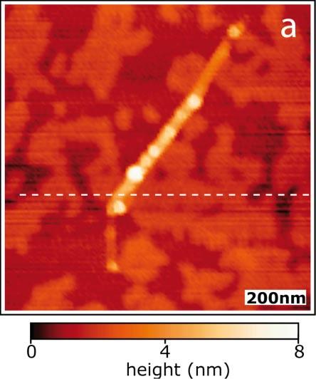 Original phys. stat. sol. (b) (2006) 3 In the topographic image, a nanotube is seen to extend from the upper left to the lower right.