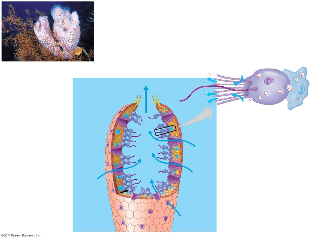 Sponges Phylum Sessile and have a porous body Live in fresh and marine waters Fig. 33.