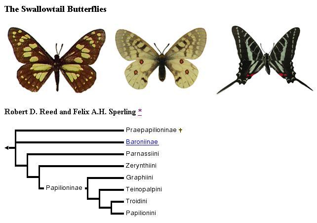 Swallowtail Butterflies Major Divisions of Living Things by C.