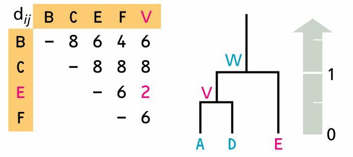 Define a node k with children i and j; place it at height d ij/2. Replace clusters C i and C j with C k. Termination Join last two clusters, C i and C j; place the root at height d ij/2.