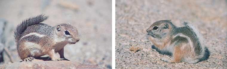 Sympatric Mechanisms Are Always Required to MAINTAIN Speciation Harris antelope squirrel White-tailed antelope squirrel Internal mechanisms involve changes to organisms that prevent