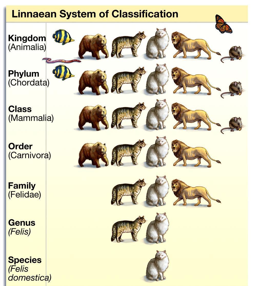 The Linnaean Hierarchical