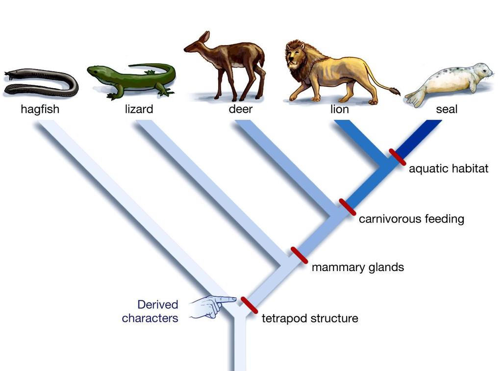 Cladistics proceeds by comparing shared ancestral and shared derived characters between sets of organisms.