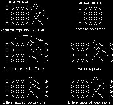 Vicariance biogeography: study of distribution