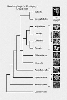 Evolutionary Systematics The method of reconstructing the evolutionary history (phylogeny) of a taxon by analyzing