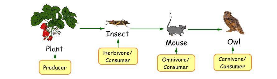 35. Describe biotic interactions in an ecosystem (e.g. competition, predation, symbiosis) Use the food chain below to answer the next two questions.