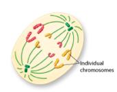 of chromosomes in daughter cells (2N/N) Daughter