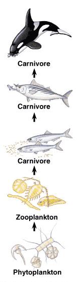 9. Which organism receives the least amount of energy? Explain why. 10. What does it mean that the zooplankton is an herbivore? Killer Whale Tuna 11.