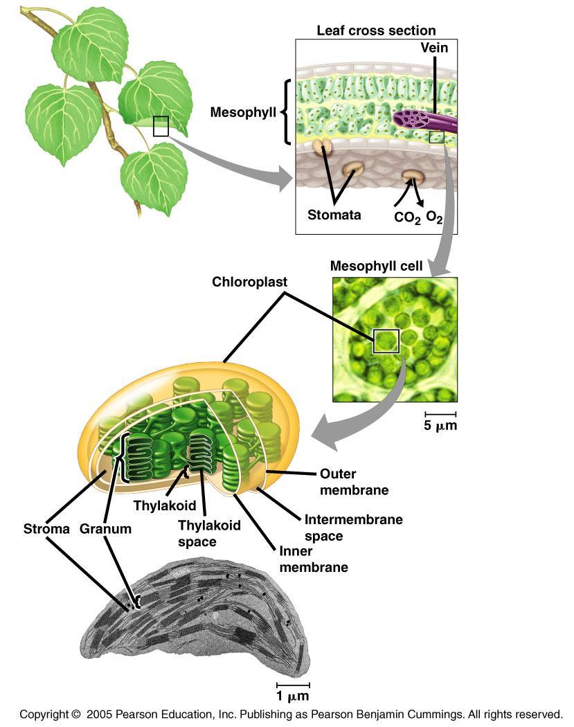 Chloroplasts CO 2 and O 2 enter and exit the leaf through pores called stomata.