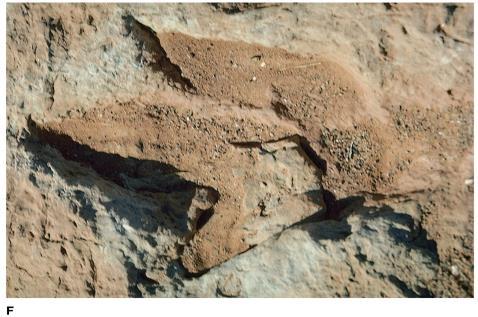 A dinosaur footprint Dinosaur Valley State