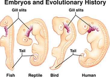 Slide 103 / 106 Embryological Development Studying the development of organisms from the time they are fertilized eggs to the time they are born provides evidence for evolution.