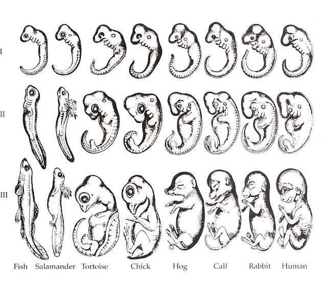 Slide 104 / 106 Comparative Analysis of Vertebrate Ernst Haeckle studied the structure and range of variation in structure among vertebrates.