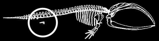 The hind limbs serve no purpose and are only present as small outcroppings of the skeleton.