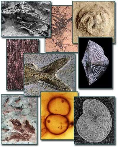 Slide 25 / 106 Types of Fossils Fossils are created in several different ways and classified into