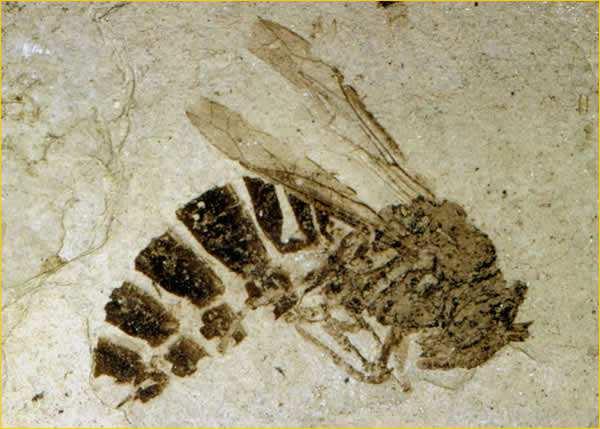 Slide 48 / 106 11 This fossil is an example of.