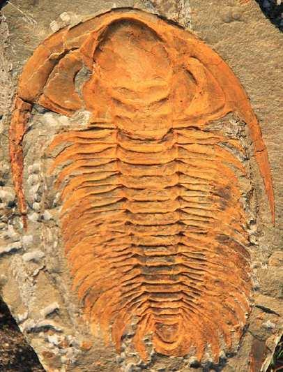 Slide 66 / 106 18 This trilobite fossil was determined to be 251 million years old. The fossil was buried in layers of sedimentary rock.