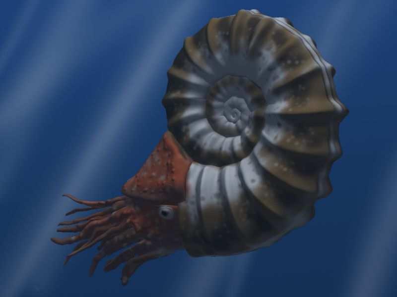 Slide 67 / 106 Ammonites Ammonites are extinct marine animals that are related to current day octopus and squid.