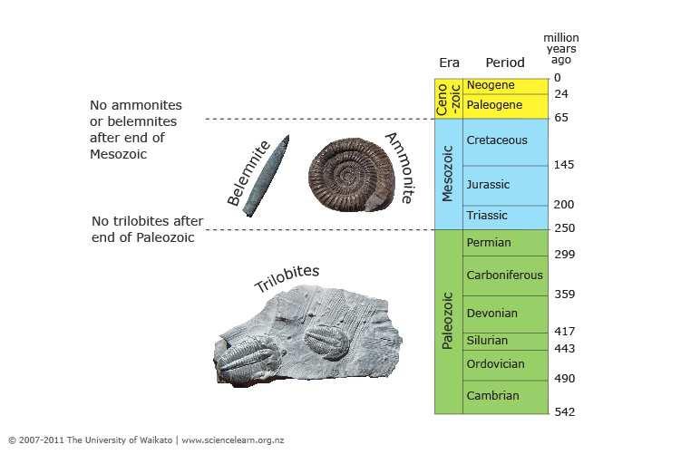 Slide 69 / 106 Index Fossil The ammonite is an example of an index fossil.