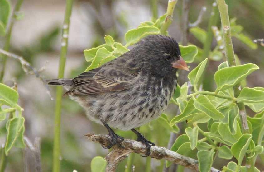 Slide 80 / 106 Galapagos Finches Initially, there was just one species of finch.