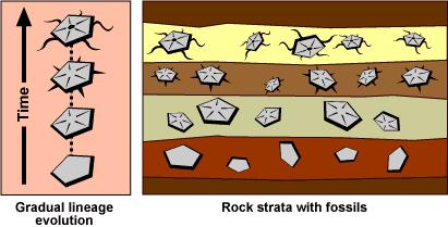 Slide 88 / 106 25 The rock strata below documents changes in the organism over time. What can be inferred from this fossil record?