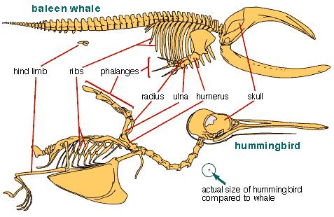 Slide 90 / 106 Anatomical Similarities Studying the physiological similarities between different plants and animals reveal how one species' body parts resembles another species'