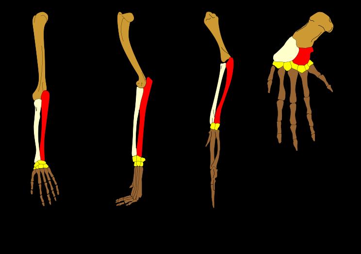 Slide 91 / 106 Anatomical Similarities Humans, dogs, birds and whales all have the same skeletal structure in their forearms.