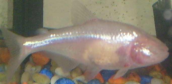 Slide 93 / 106 Case Study: Blind Cave Fish The blind cave fish is a freshwater fish that lives in caves in Mexico. Because the fish lives in complete darkness in caves, it has no need for vision.