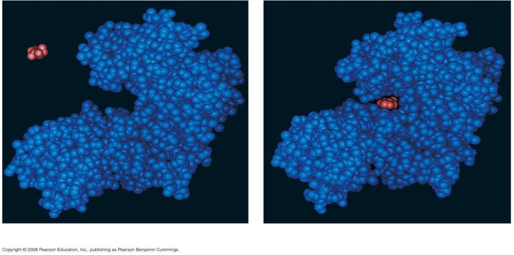 Active site region on enzyme where substrate binds Induced fit - enzyme shape