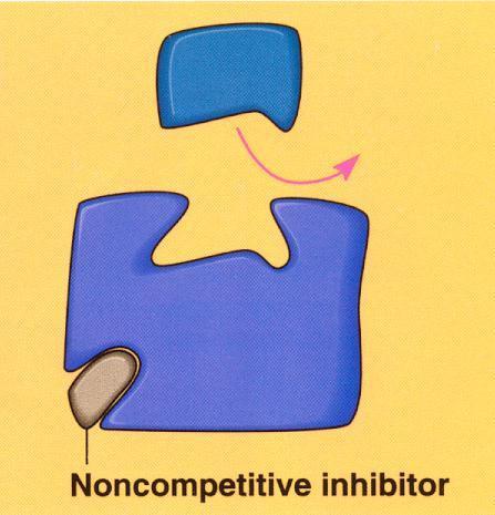 Noncompetitive inhibitors bind to another part of enzyme change shape of