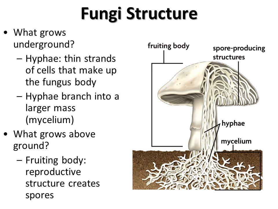 Structures Body of fungus made of tiny filaments or tubes called hyphae.