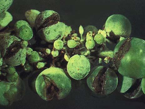 algae Swimming spore Decomposers & parasites 475