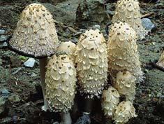 fungi, mushrooms