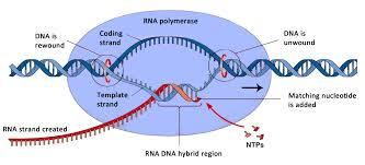 PROTEIN SYNTHESIS RNA Messenger RNA (mrna) The transcript from which protein synthesis is performed Ribosomal RNA (rrna)