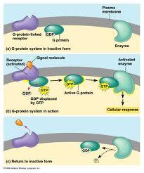 THE PLASMA MEMBRANE: CELL-ENVIRONMENT INTERACTIONS Roles of Cell Adhesion Molecules Molecular Velcro The arms Send SOS signals