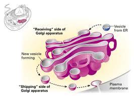 reticulum Golgi