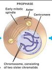 MITOSIS Prophase Early Prophase Chromatin condenses, forms chromosomes Centrosome separation, Mitotic spindle forms