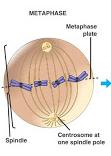 spindle or metaphase plate Enzymatic separation of chromatids begins ANAPHASE Shortest Mitotic Phase Begins with