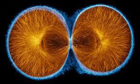 disappears Mitosis ends, and cell is now binucleate CYTOKINESIS Actin ring forms and