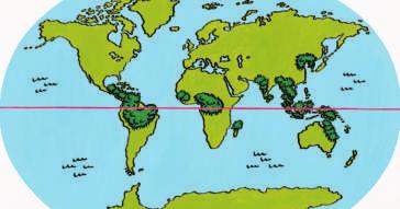 What is a rain forest? Look at the map below. The red line is the equator.