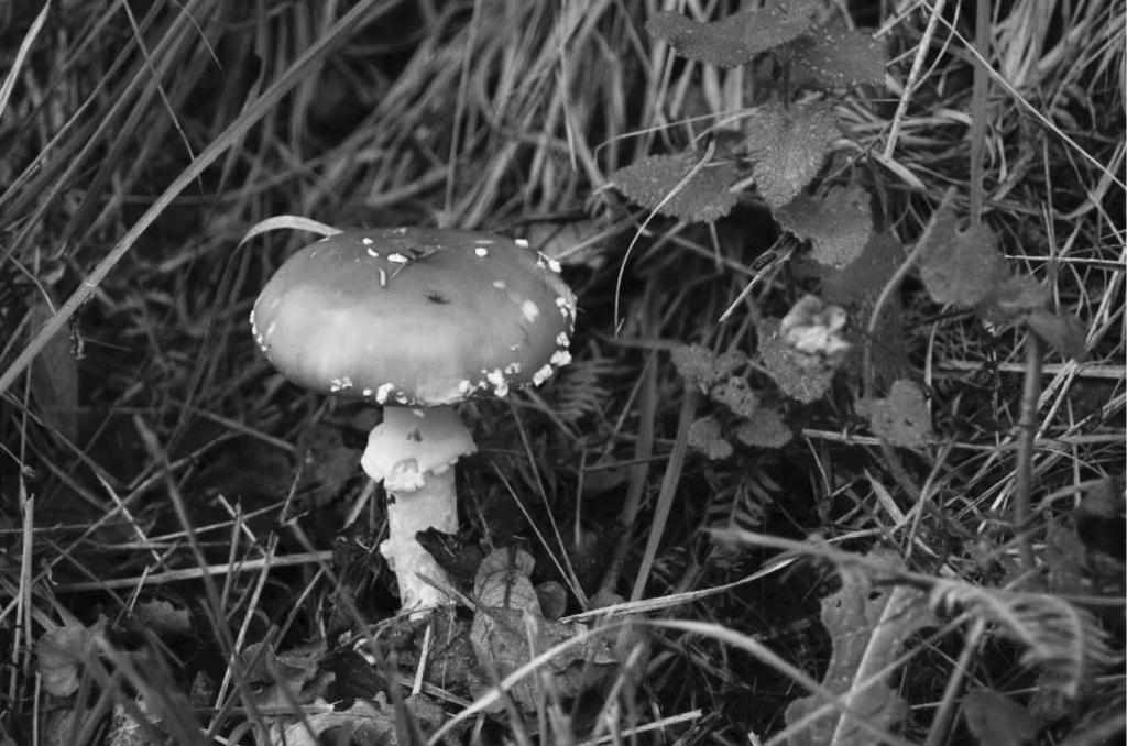 4 The Fly Agaric (Amanita muscaria) is a common fungus found throughout most of Britain. It is easily recognised by the toadstool s bright red cap.