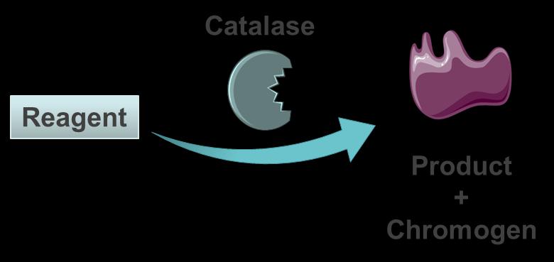 Assay principle Catalase enzyme performs a reaction giving rise to a compound that forms a complex with the chromogen.