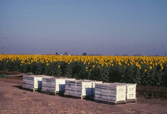 Pollination fees $100-$150 per strong colony Purpose to pollinate crop