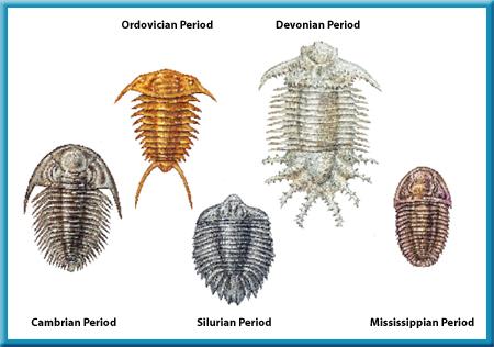 + Changes in body n The trilobite body also changed over geologic time.