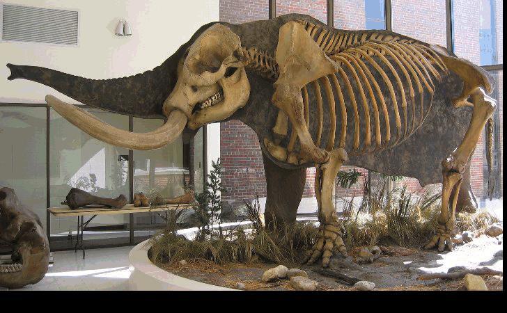 Mastodon at Wheaton College How Fossils are Formed About 67