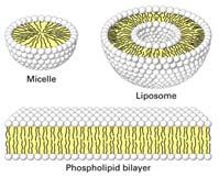 knit spherical structures called *micelles, in which the insoluble hydrocarbon chains (the tails ) tend to associate