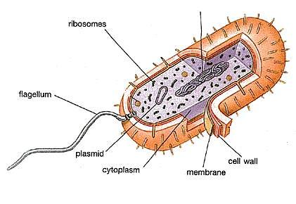 BACTERIAL CELLS Although bacterial cells show some similarities to plant and animal cells, they differ in several ways. Although they have a cell wall, it is not made of cellulose.