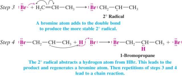 In step 3, the first step of propagation, a bromine radical adds to the double bond to give the most stable of the two possible carbon radicals (in this case, a 2 o