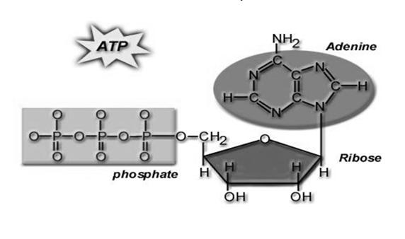 molecule containing highenergy Phosphate bonds