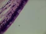 Cuticle is pervasive in arthropods, nematodes,