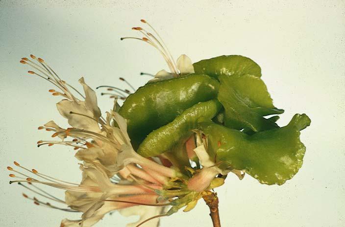 Azalea leaf gall Exobasidium vaccinii As the galls age, they shrivel,